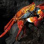 Galapagos - Sally Lightfoot Crab